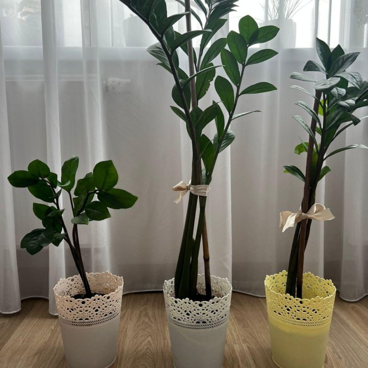 Замиокулькас