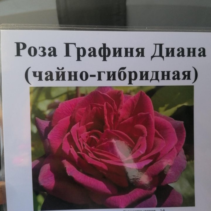 Розы чайно гибридные