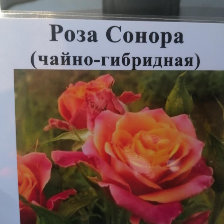 Розы чайно гибридные