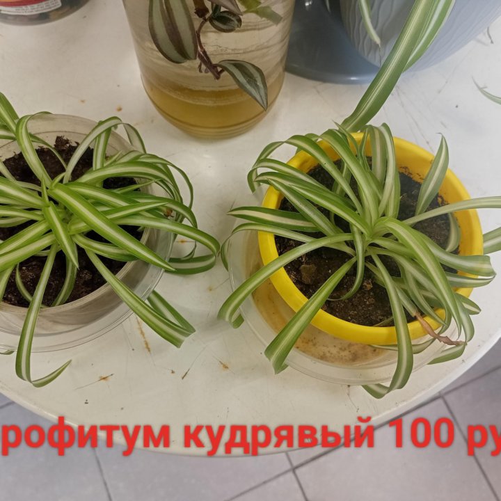 Комнатные растения