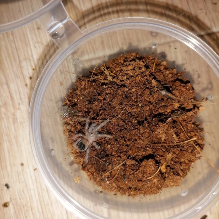 Паучата Brachypelma albopilosum