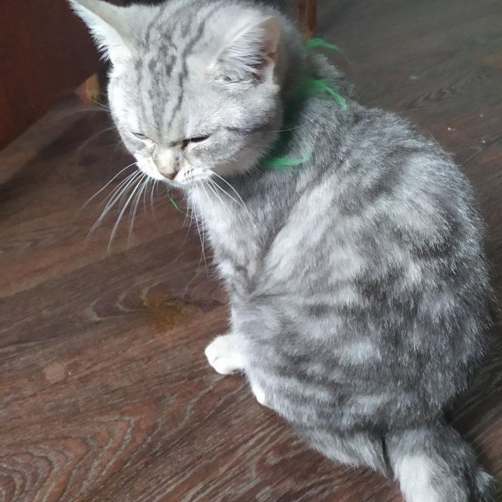 Котенок серебристого окраса.