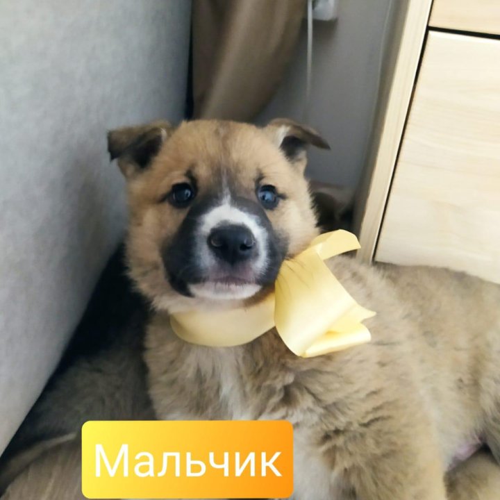 Щенки