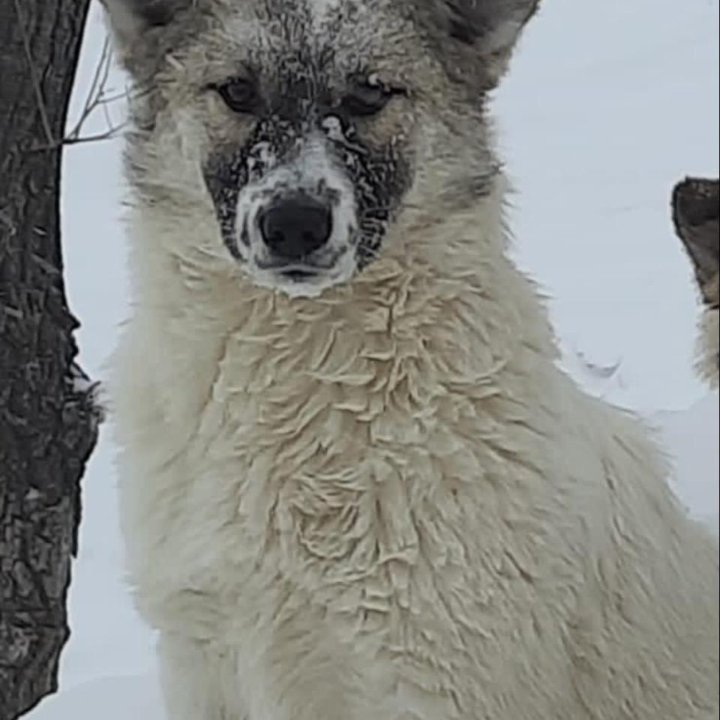 Молодая собачка в добрые руки❤️