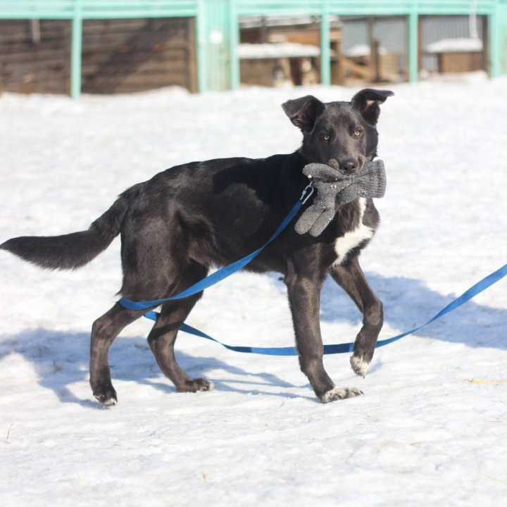 Блюмми в добрые руки