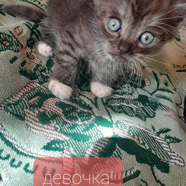 Отдам котят в хорошие руки! Возраст котят 1 месяц!