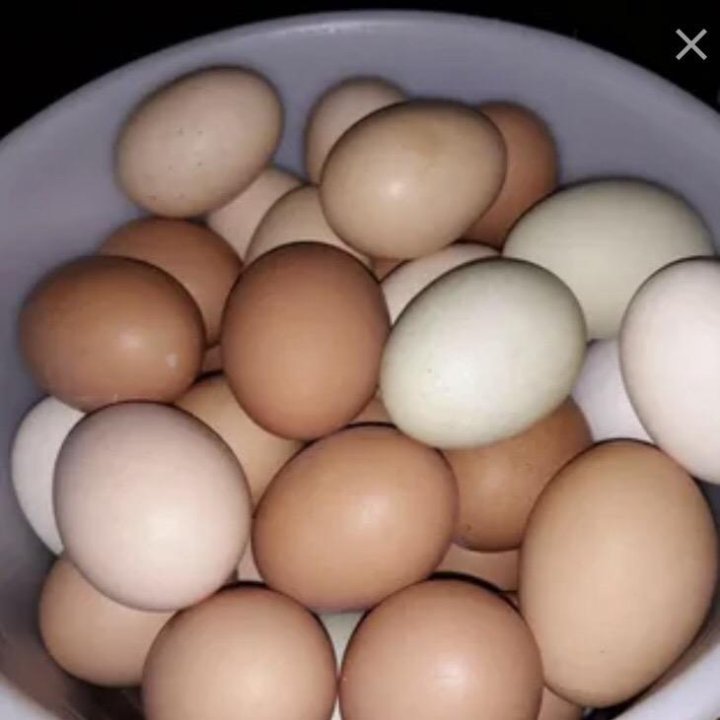 яйца домашние