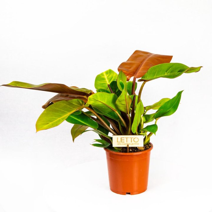 Филодендрон Принц оф Оранж Philodendron Prince of Orange 45/17 (Н)