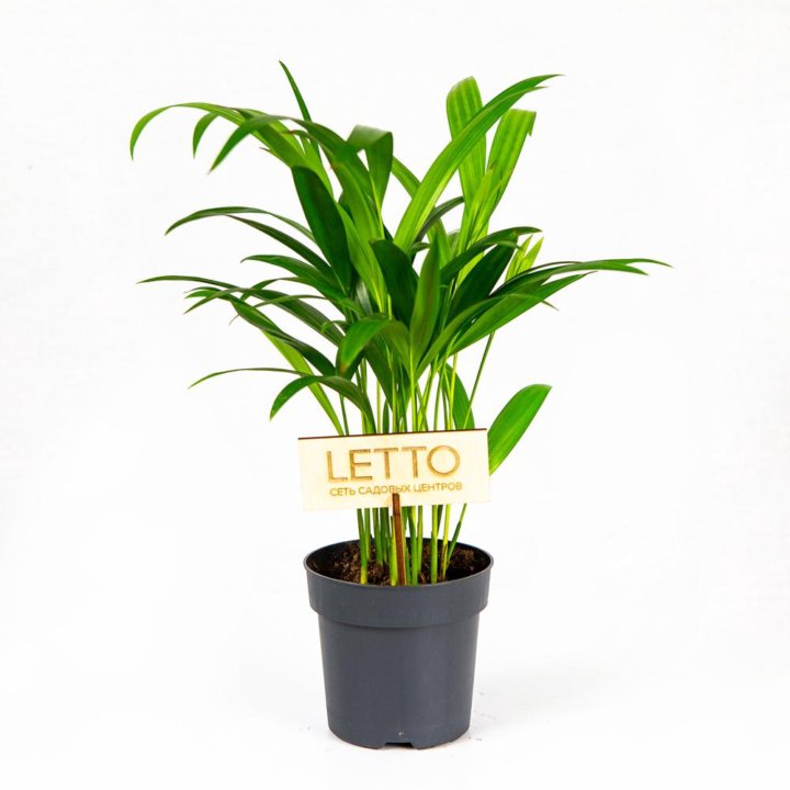 Дипсис желтоватый Dypsis lutescens 40/12 (Н)