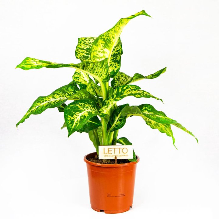 Диффенбахия Марс Dieffenbachia Mars 60/17