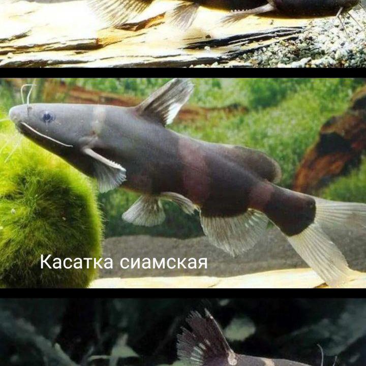 Сом сиамская касатка