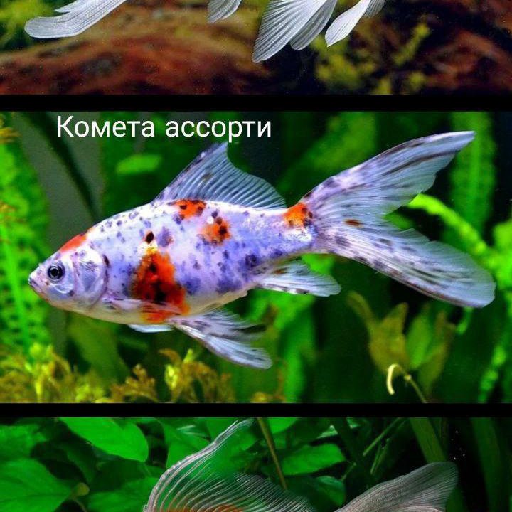 Комета ассорти