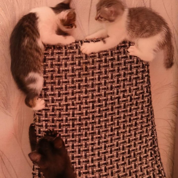 Котята