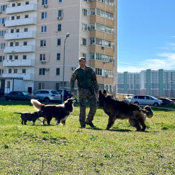 Кинолог. Зоопсихолог. Дрессировка. Выгул. Тренер