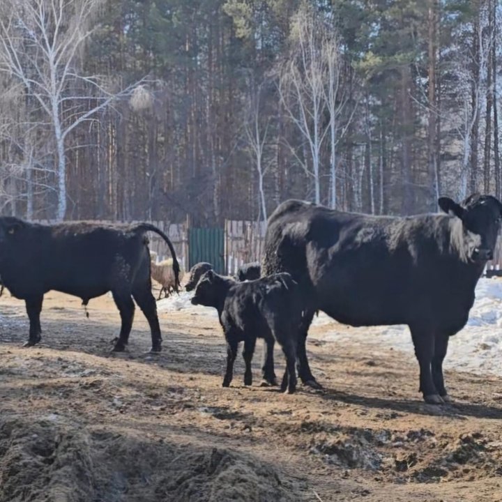 Коровы 100% Абердин-ангусская