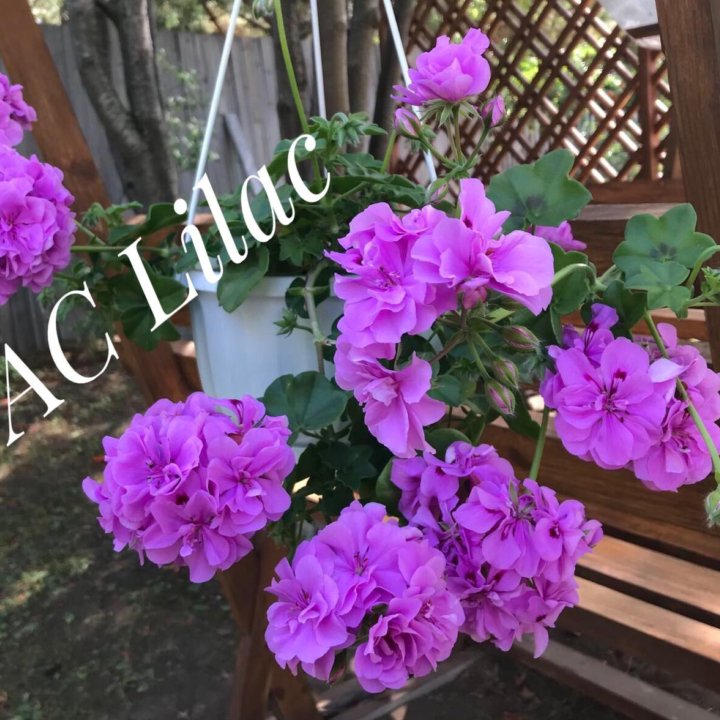 Плющелистная пеларгония PAC Lilac