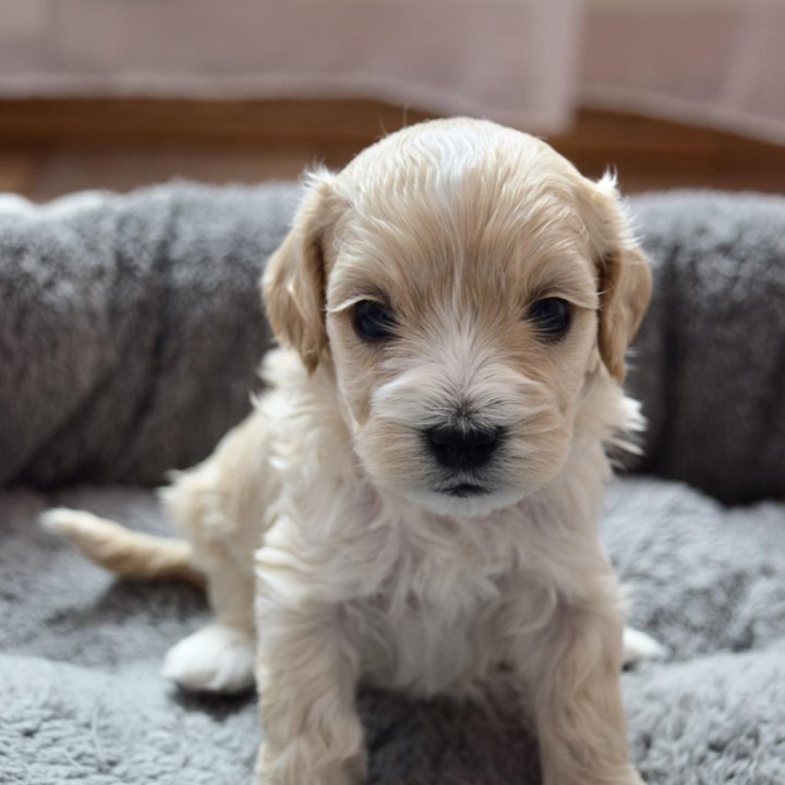 Maltipoo