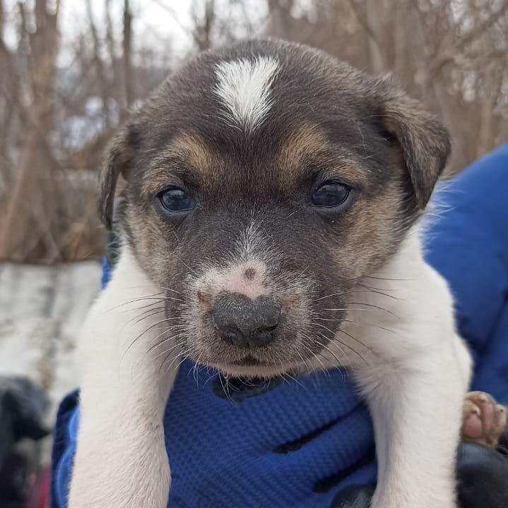 11 щенков 1,5 месяца с доставкой