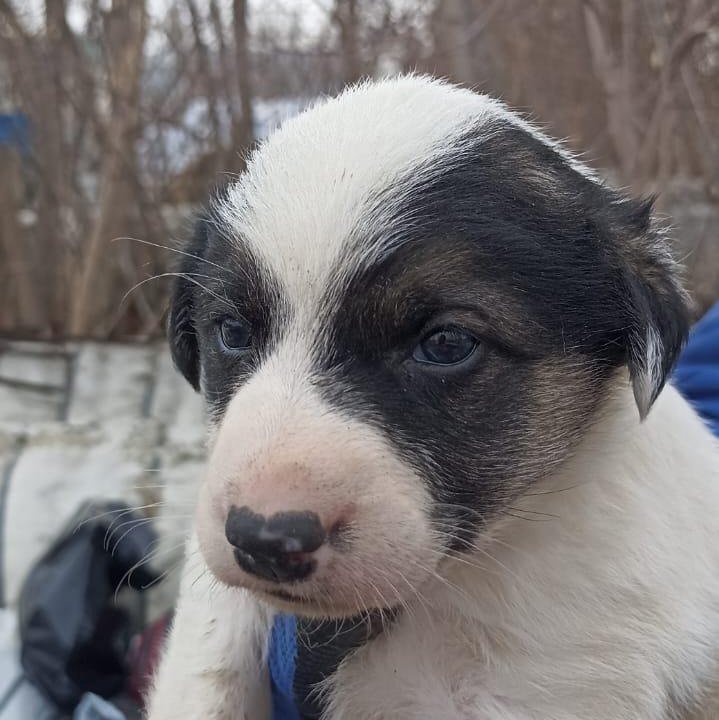 11 щенков 1,5 месяца с доставкой