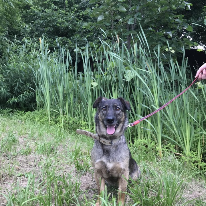 Отдам прекрасную собаку ❤️