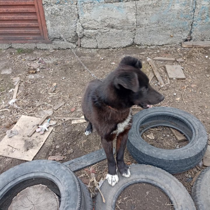 Собаку в добрые руки