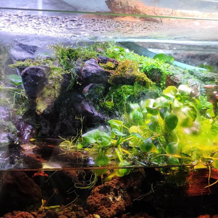 Палюдариум