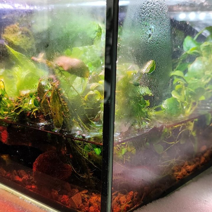 Палюдариум