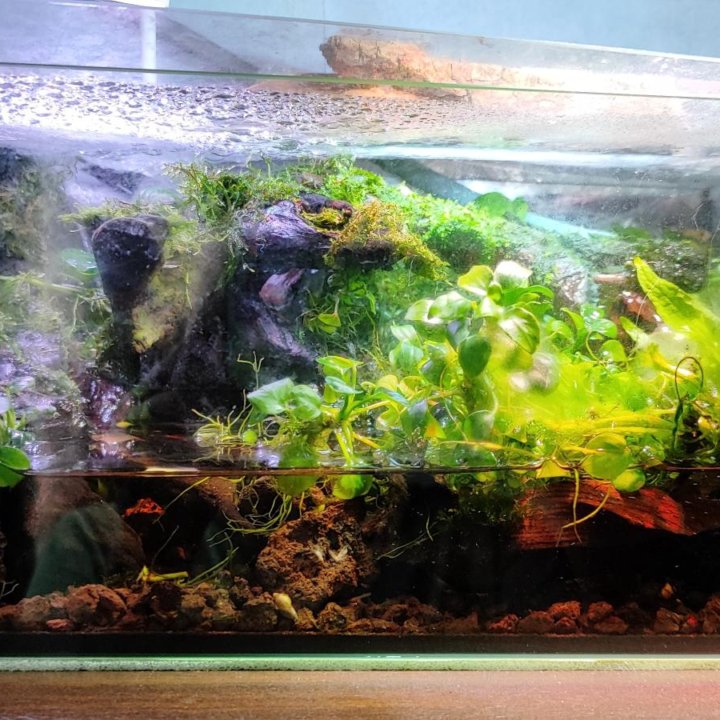 Палюдариум