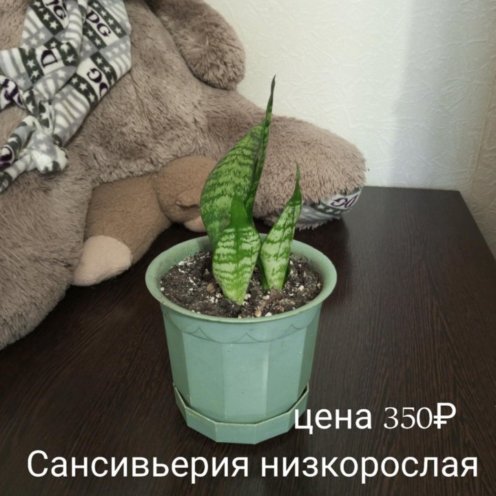 Цветы