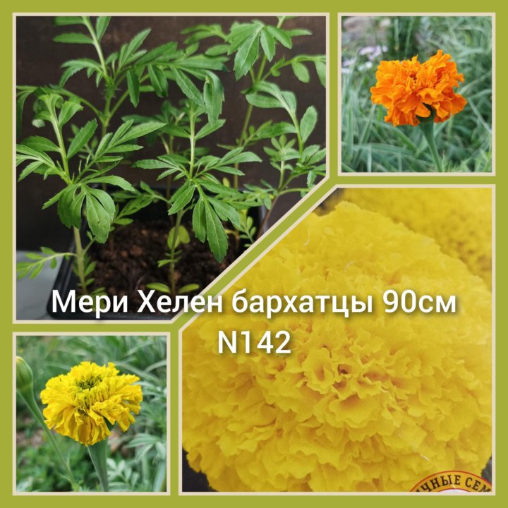 Продам саженцы цветов калибрахоа, петунии, мускари