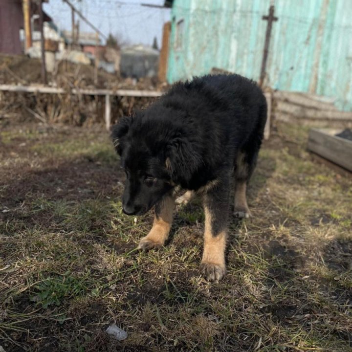 Щенок в добрые руки