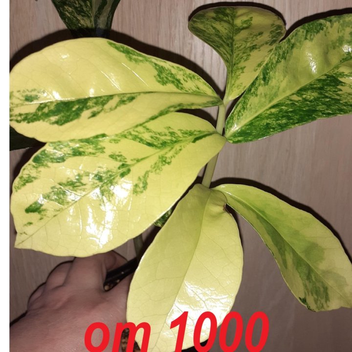 Замиокулькас вариегатный Long Leaf Lemon У.