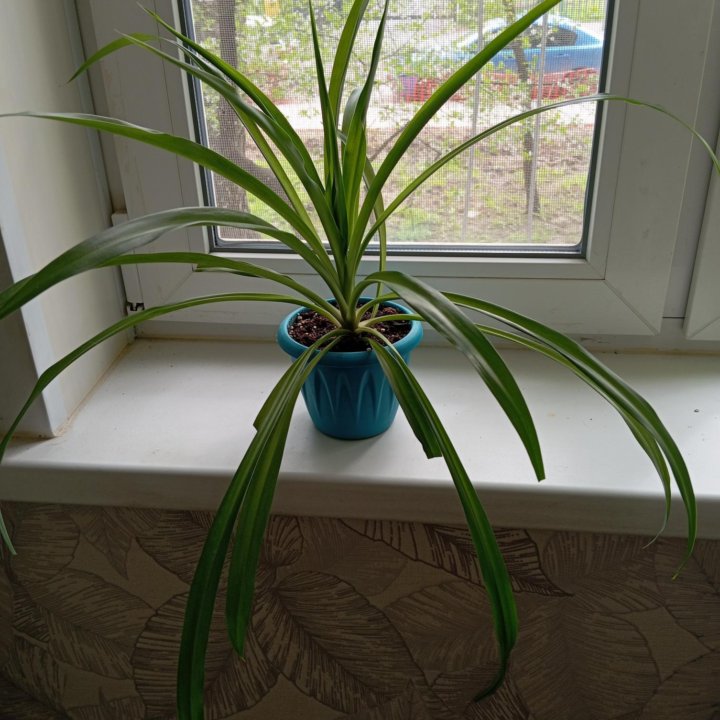 Хлорофитум