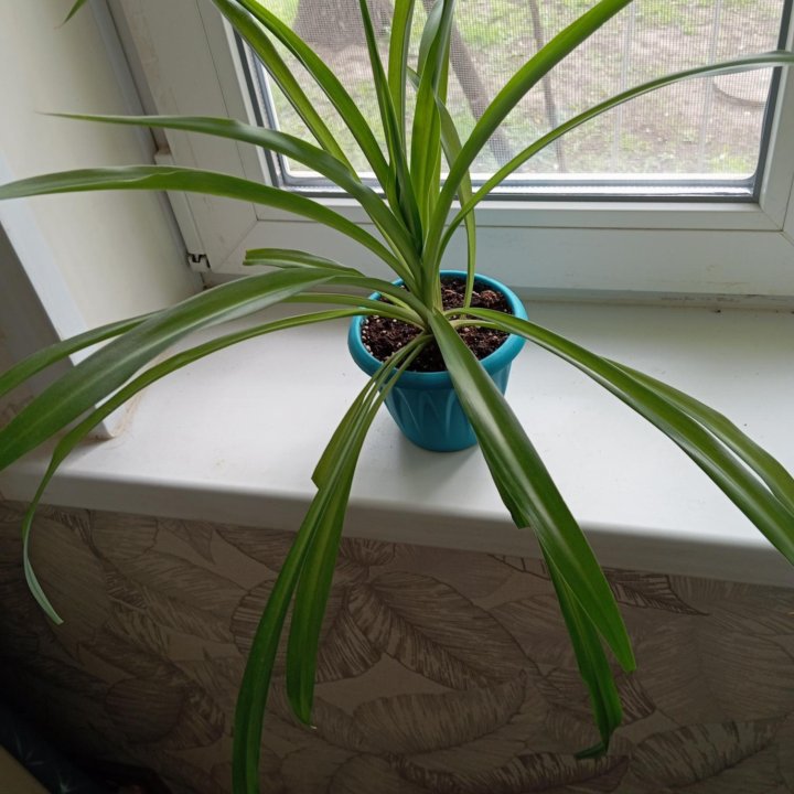 Хлорофитум