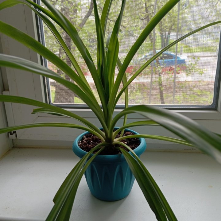 Хлорофитум