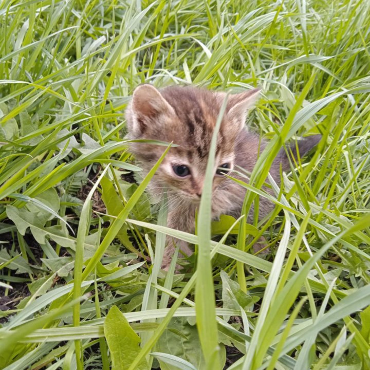 Котята в добрые руки!!!