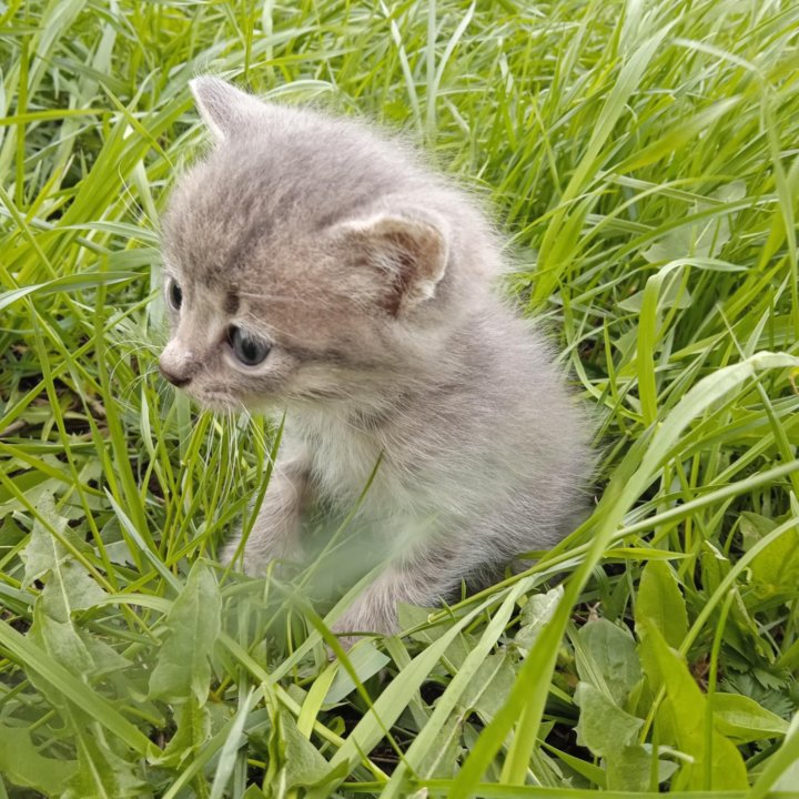 Котята в добрые руки!!!