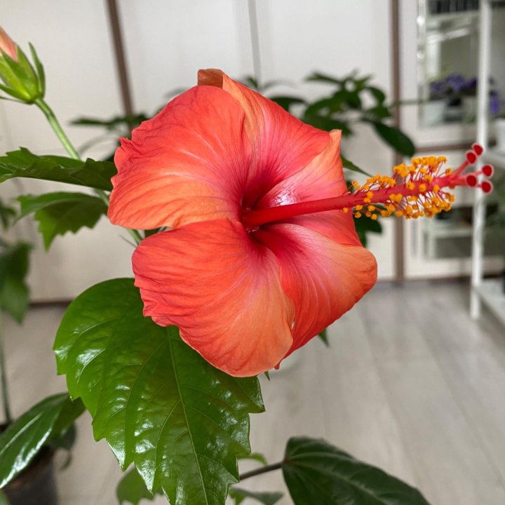 Гибискус сортовой