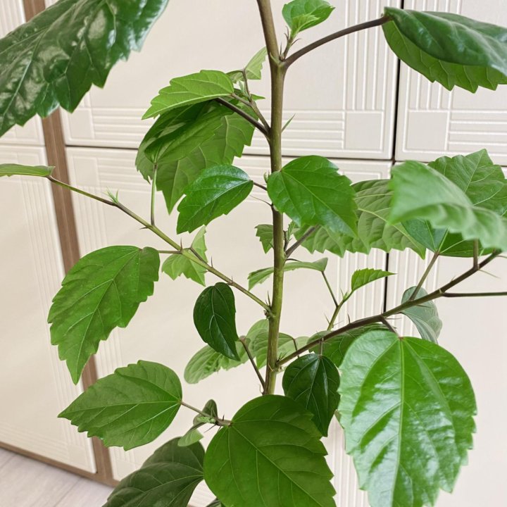 Гибискус сортовой