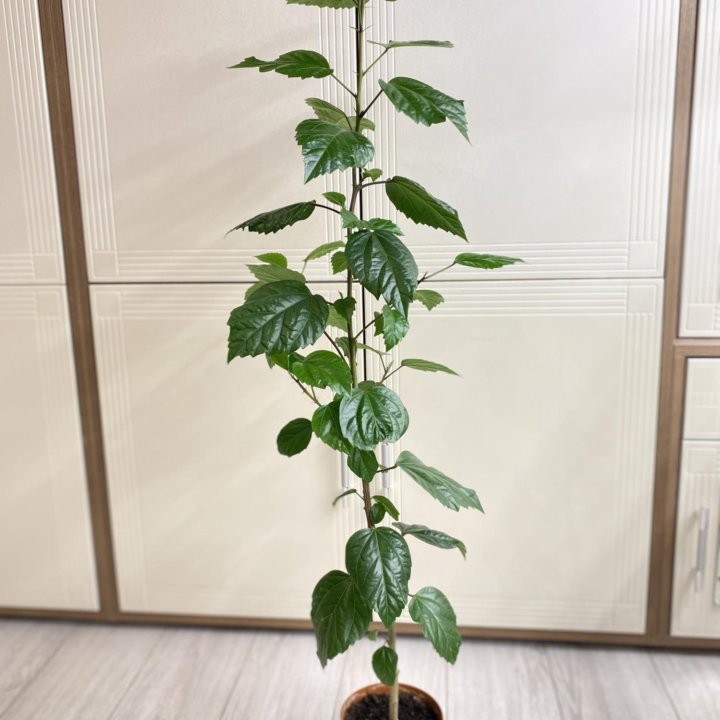 Гибискус сортовой