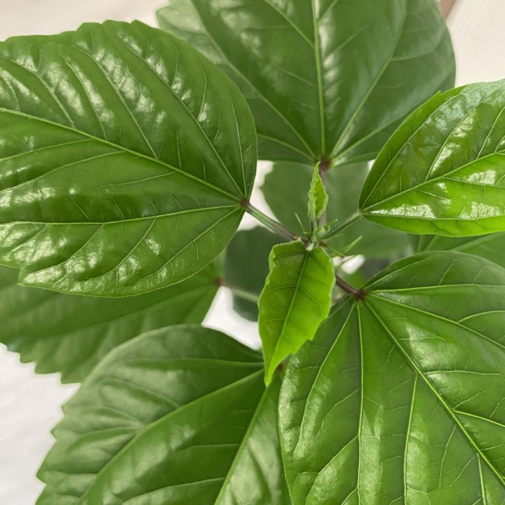 Гибискус сортовой