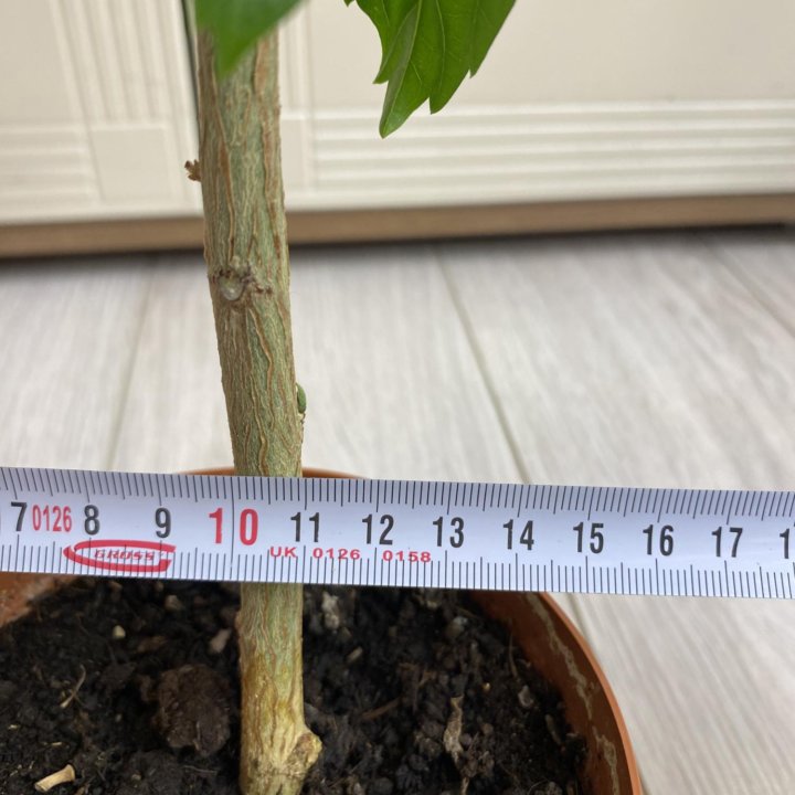 Гибискус сортовой