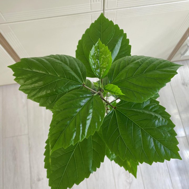 Гибискус сортовой