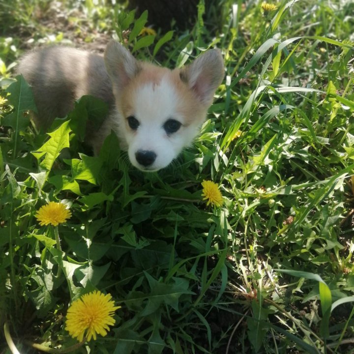 Вельш корги пемброк