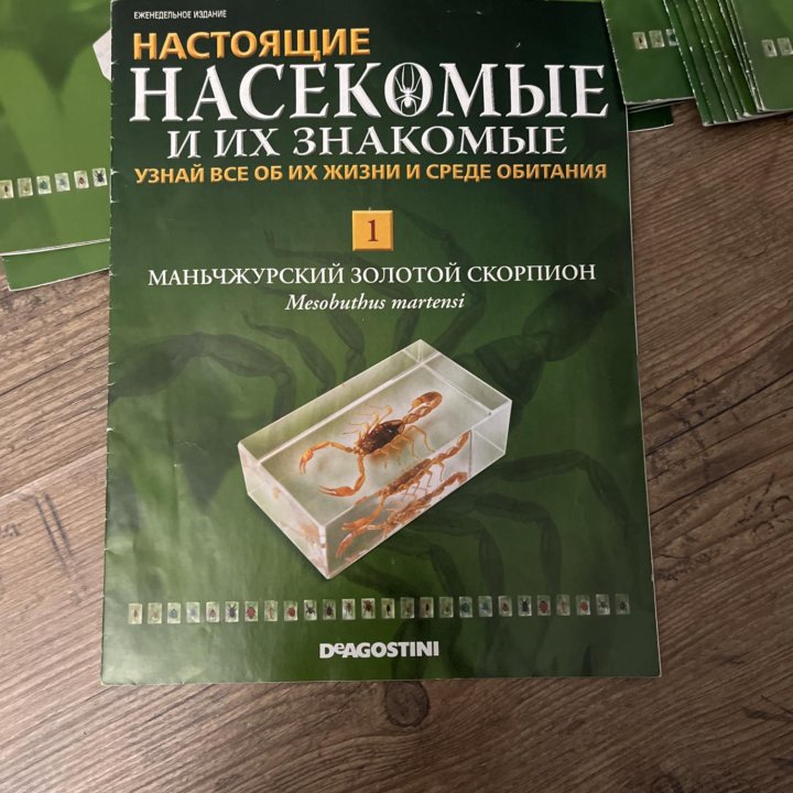 насекомые и их знакомые