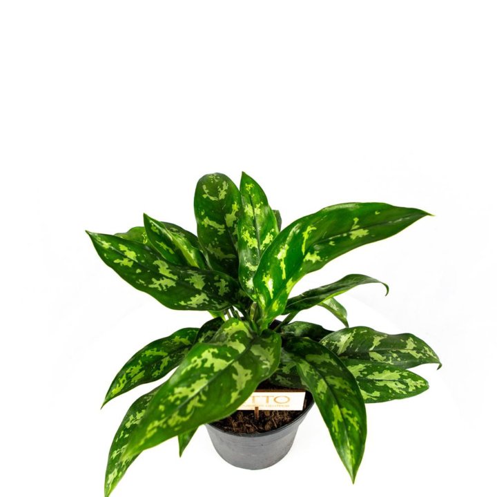 Аглаонема Мария Aglaonema Maria 40/17 (Н)