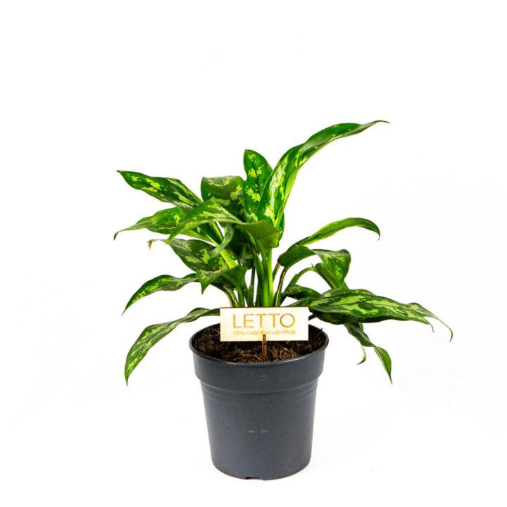 Аглаонема Мария Aglaonema Maria 40/17 (Н)