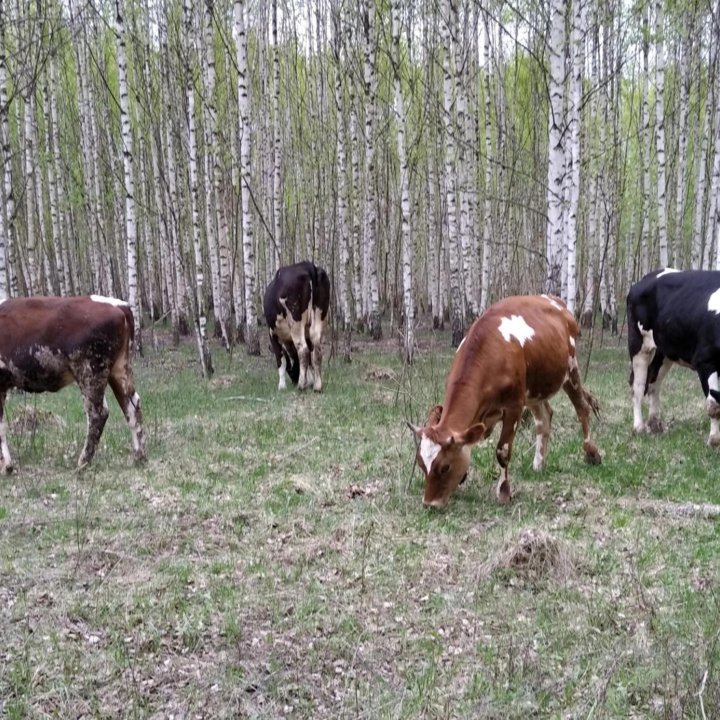 Продам сельхоз.бизнес или