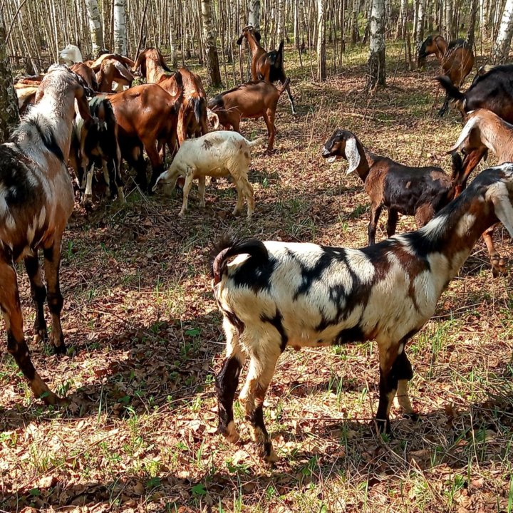 Продам сельхоз.бизнес или