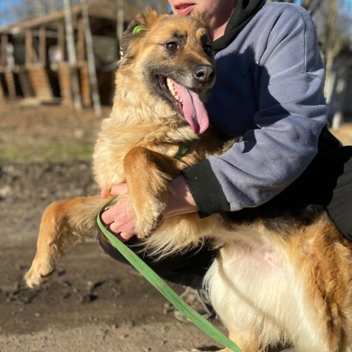 Небольшая собачка в добрые руки